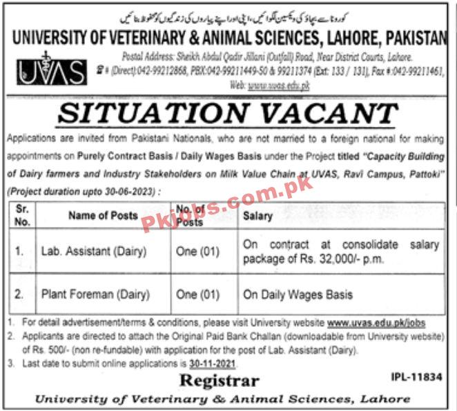 Jobs in University of Veterinary & Animal Sciences Lahore