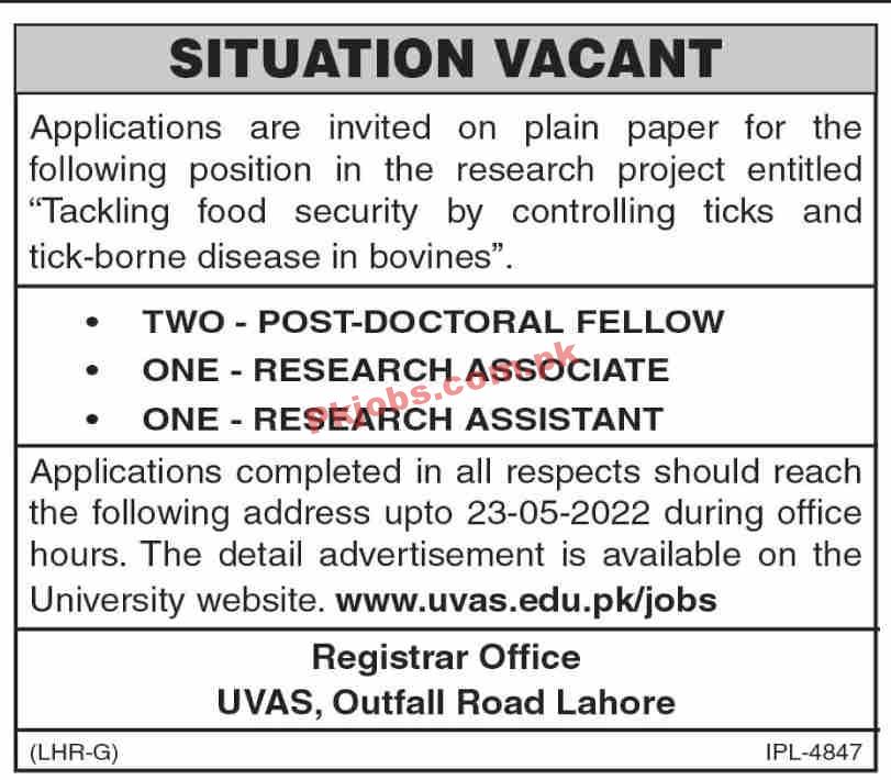 Jobs in UVAS Lahore