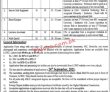 Jobs In Lahore College For Women University