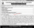 Jobs in University of Agriculture Faisalabad