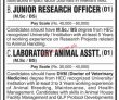 Jobs in University of Karachi