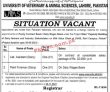 Jobs In University Of Veterinary & Animal Sciences Lahore